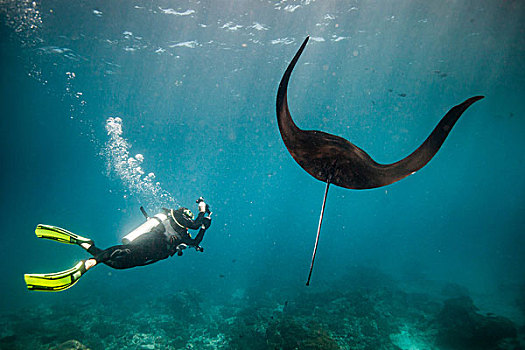 潜水,摄影,游动,大鳐鱼,蝠鲼,四王群岛,西巴布亚,印度尼西亚
