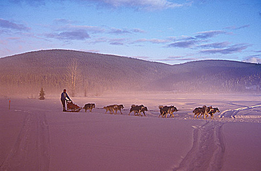 狗拉雪橇,卡里布,区域,不列颠哥伦比亚省,加拿大
