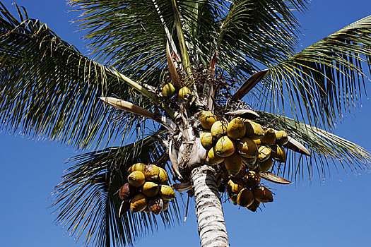 椰树,波多黎各,大卡纳利岛,加纳利群岛,西班牙