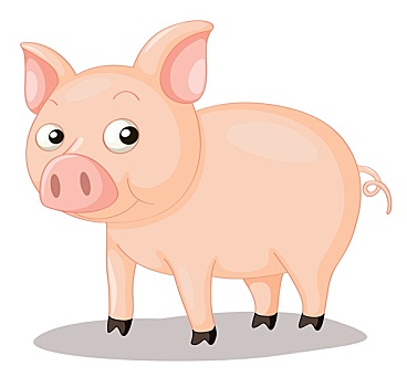 猪,插画