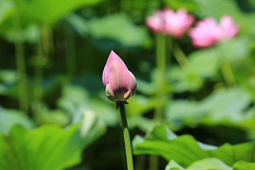 北海,荷花