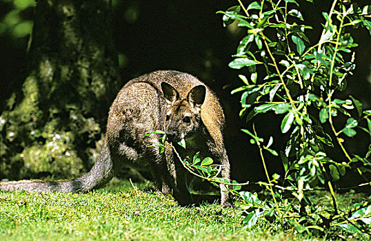 小袋鼠,红颈袋鼠,成年,叶子,澳大利亚