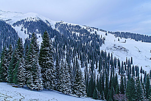 那拉提牧场雪景