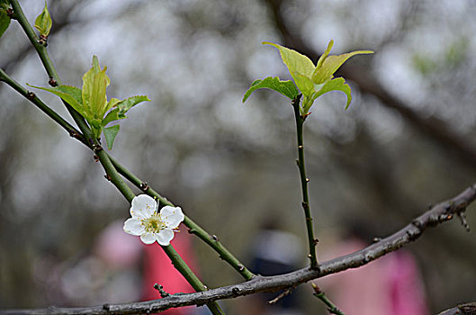 梅花