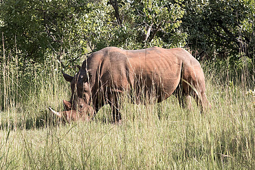 白犀牛,高草,犀牛,保护区,乌干达,非洲