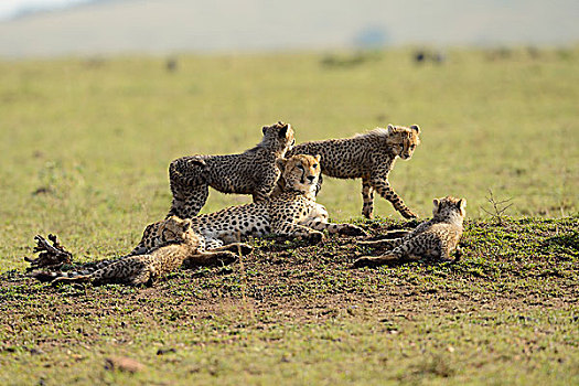 印度豹,猎豹,女性,四个,幼兽,马赛马拉国家保护区,肯尼亚,非洲