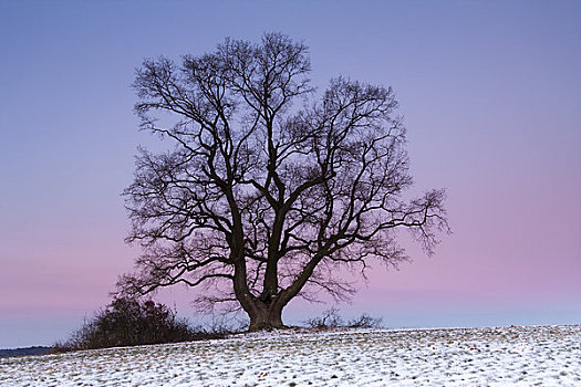 橡树,黎明,北莱茵威斯特伐利亚,德国
