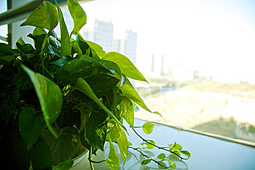 公司办公室的植物绿萝