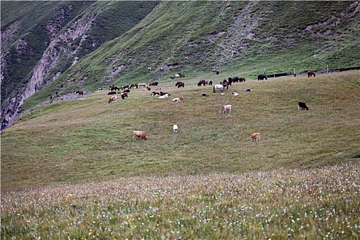 新疆和静,天山深处的牛羊