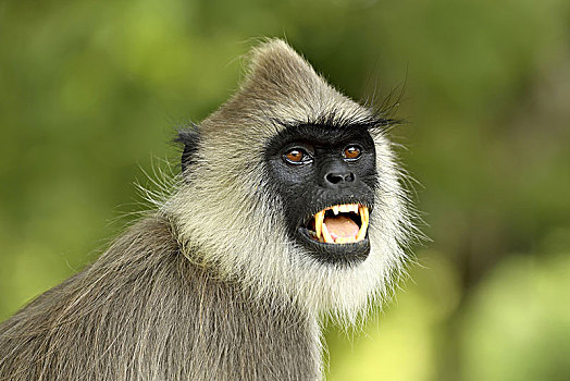 灰色,叶猴,动物,展示,牙齿,国家公园,斯里兰卡,亚洲