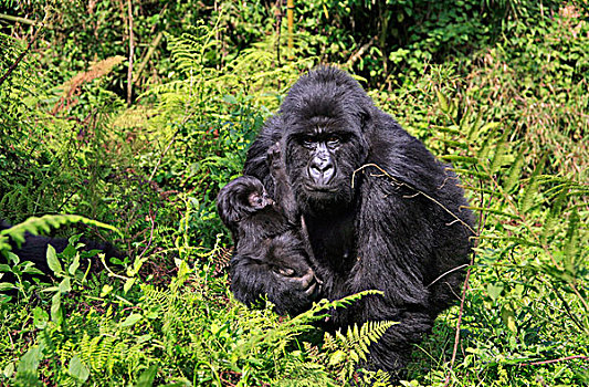 山地大猩猩,靠近,城镇,维龙加山,卢旺达