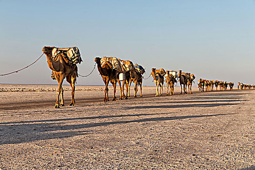 达纳基勒,埃塞俄比亚,非洲,盐湖,骆驼,风景