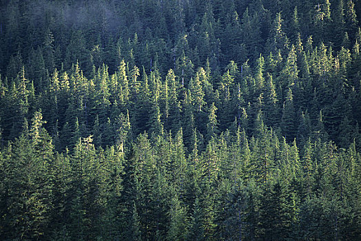美国,阿拉斯加,靠近,树林