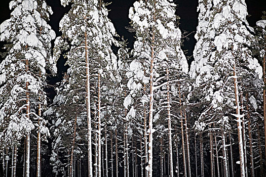 树林,拉普兰,瑞典
