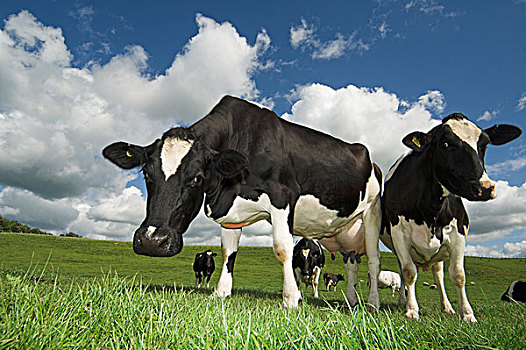 奶牛,土地,初夏,坎布里亚