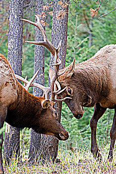 两个,雄性,麋鹿,鹿属,不协调,鹿角,争斗,支配,右边,艾伯塔省,加拿大