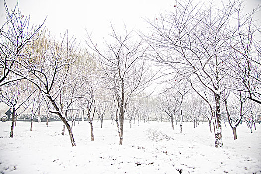 雪后树林