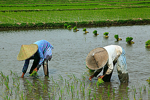 稻米,农民,稻田,培育,龙目岛,印度尼西亚,东南亚