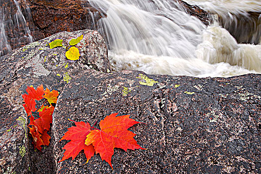 秋叶,旁侧,瀑布,沙子,河,小路,苏必利尔湖省立公园,大湖区,安大略省,加拿大