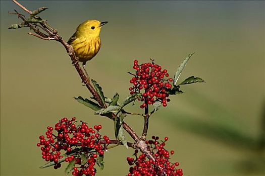 黄色,鸣禽,州立公园,佛罗里达