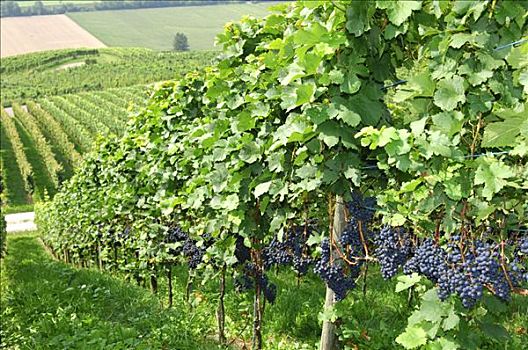 葡萄园,蓝色,葡萄,酒用葡萄种植区,瑞士,欧洲