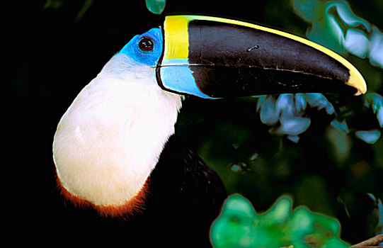 南美,厄瓜多尔,亚马逊河,巨嘴鸟
