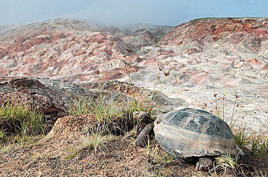 阿尔斯多火山海岛陆龟,加拉巴哥象龟,靠近,喷气孔,伊莎贝拉岛,加拉帕戈斯群岛,厄瓜多尔