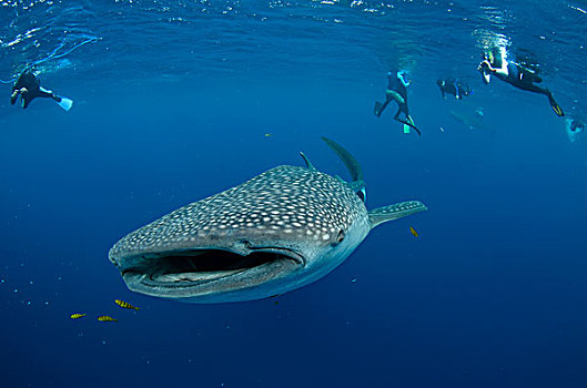 鲸鲨,人,湾,西巴布亚,印度尼西亚