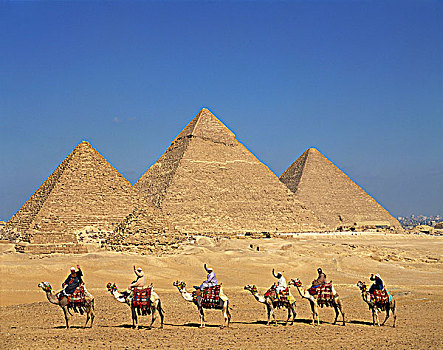 金字塔,驼队,骆驼,埃及