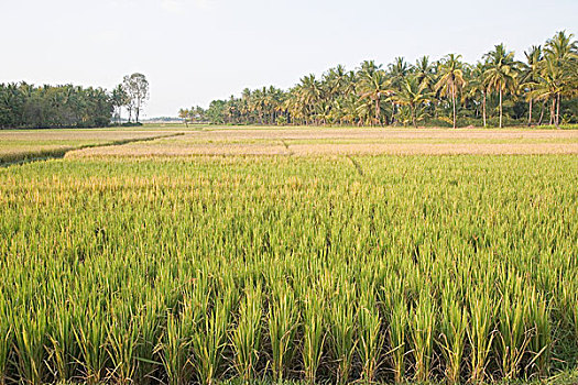 稻田,土地,地区,印度