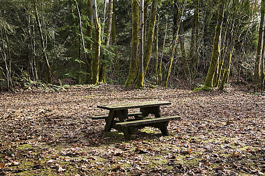 野餐桌,树林,不列颠哥伦比亚省,加拿大