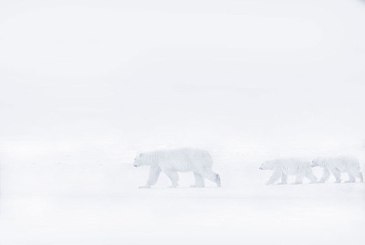 北极熊,走,两个,幼兽,雪地