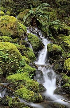 小溪,苔藓,垫,温带雨林,雷尼尔山国家公园,华盛顿