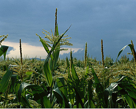 玉米田,天空,不列颠哥伦比亚省,加拿大