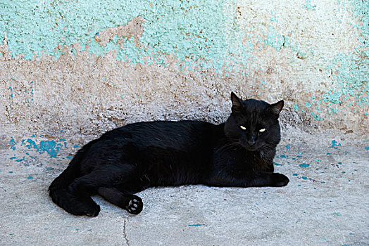 黑猫,休息,墙壁,瓦尔帕莱索,智利