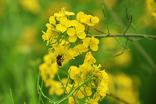 勤劳,小蜜蜂