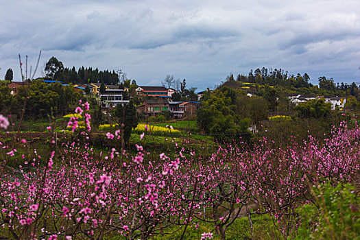 大营山桃花