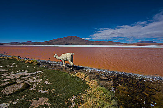 玻利维亚乌尤尼盐湖红湖羊驼
