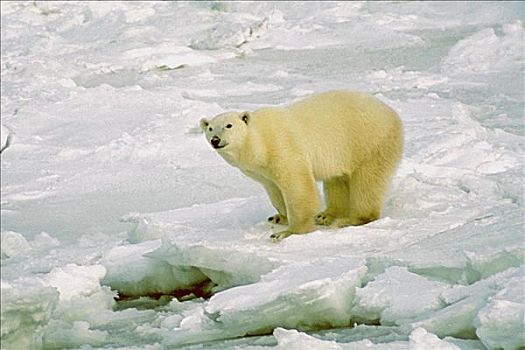 北极熊,站立,积雪,风景