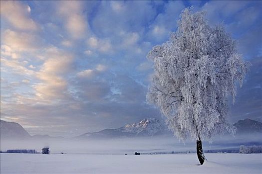 霜,巴伐利亚,山峦,阿尔卑斯山,白霜,树,科赫尔湖,上巴伐利亚,德国,冬天