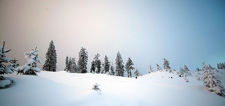 积雪,树,山