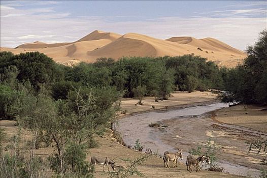 稀有,白天,展示,驴,饮料,纳米布沙漠,纳米比亚