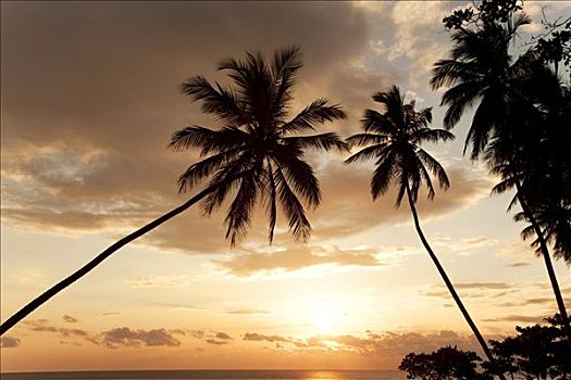 剪影,棕榈树,黎明,蓬塔卡纳,多米尼加共和国