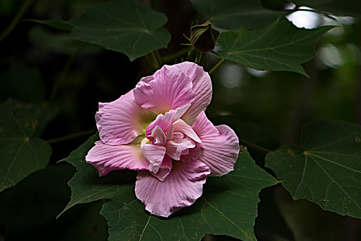 芙蓉花,木芙蓉,木莲