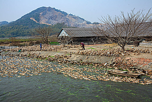 村庄,老房子,小河