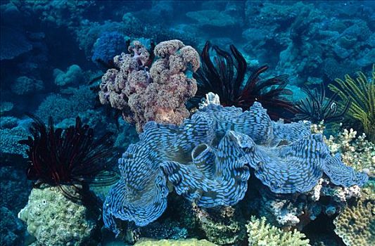 小,巨蛤,坐,正面,生物群,软珊瑚,大堡礁,昆士兰,澳大利亚