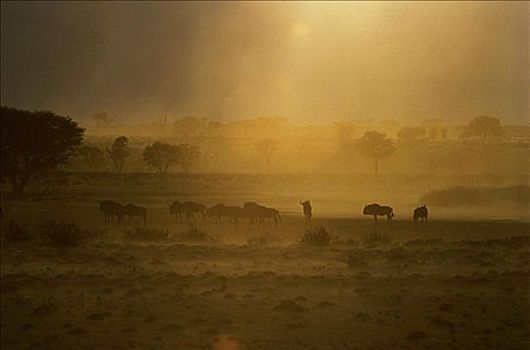 卡拉哈里沙漠,肯尼亚