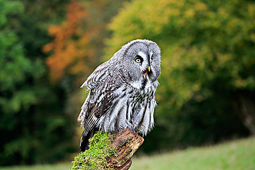 乌林鸮,成年,坐,叫,枝头,俘获,德国,欧洲