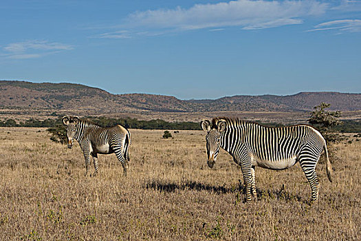 斑马,细纹斑马,一对,莱瓦野生动物保护区,北方,肯尼亚