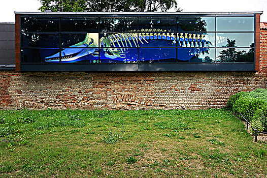 骨骼,鲸,展示,窗户,德国,海洋学,博物馆,建造,城市,墙壁,施特拉尔松,梅克伦堡前波莫瑞州,欧洲